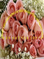 Bài soạn BÀI CA NHÀ TRANH BỊ GIÓ THU PHÁ (ĐỖ PHỦ) RẤT HAY TIẾNG TRUNG