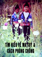 Gián án Ma Tuy va cach phong chong