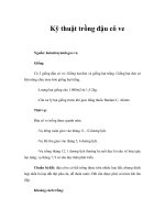 Kỹ thuật trồng đậu cô ve