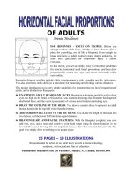 Horizontal Facial Proportions of Adults