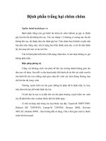 Bệnh phấn trắng hại chôm chôm