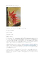 Tại sao lá lại đổi màu vào mùa thu?