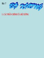 Bài soạn Bộ xương người