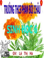 bai 29- cac loai hoa