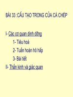 Bài soạn Bài 33: CẤU TẠO TRONG CỦA CÁ CHÉP