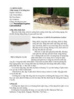 Bài soạn động vật có xương sống