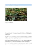 Bài giảng Vì sao cây xấu hổ cụp lá khi có vật đụng vào