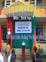 Tài liệu tiết 43 chim bồ câu