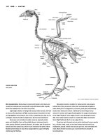 Figure Drawing - Bird Horns