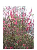 Tiét 63 :    Mùa xuân của tôi