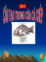 Tài liệu Bài 33. Cấu tạo trong của cá chép