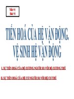 Gián án Sự tiến hoá của bộ xương