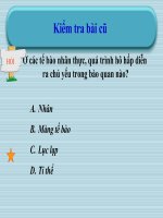 Bài giảng Bài 17: Quang hợp