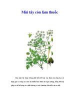 Mùi tây còn làm thuốc