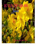 Gián án Bộ sưu tập hoa mai và pháo hoa