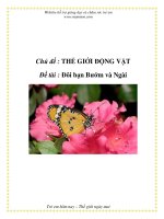 Chủ đề : THẾ GIỚI ĐỘNG VẬT - Đề tài : Đôi bạn Bướm và Ngài