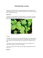 Tài liệu Chữa bệnh bằng rau húng