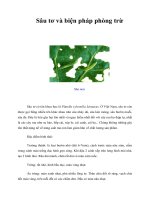 Sâu tơ và biện pháp phòng trừ