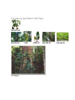 Bài giảng thuc vat quy hiem