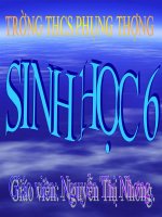 Bài soạn Bài 16. Thân to ra do đâu ?