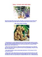 Gián án Gừng - Vị thuốc chữa nhiều bệnh