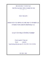 Khảo sát các dòng lúa bố, mẹ và tổ hợp lai có khả năng kháng bệnh bạc lá 