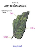 Bài soạn tiết 22. Đặc điểm bên ngoài của lá
