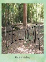 Bài giảng Chiếc lược ngà Tiết 71-72 ngữ văn 9 HK1