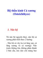 Hệ thần kinh Cá xương (Osteichthyes)