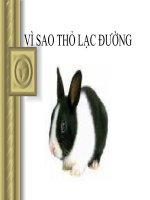 Gián án Vì sao thỏ con lạc đường?