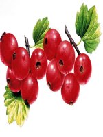 Gián án Bé làm quen với trái cây