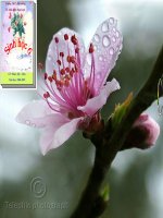 Bài giảng Sự dài ra của thân