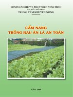 Cẩm nang trồng rau ăn lá an toàn