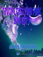 Một số thân mềm khác