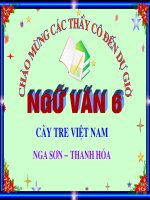 Tài liệu Tiết 109:  Cây tre Việt nam