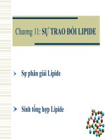 Chương 11: SỰ TRAO ĐỔI LIPIDE