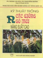 kĩ thuật trồng các giống ngô mới năng suất cao