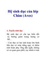 Hệ sinh dục của lớp Chim (Aves)
