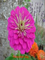 Bài soạn Tôi học được rằng...