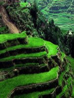 Bài giảng Tiết 10: Đối xứng trục