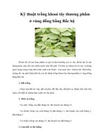 Kỹ thuật trồng khoai tây thương phẩm ở vùng đồng bằng Bắc bộ