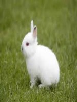 Nuôi thỏ công nghiệp