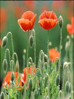 Bài soạn Liên minh Châu Âu - EU