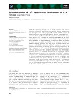 Tài liệu Báo cáo khoa học: Synchronization of Ca2+ oscillations: involvement of ATP release in astrocytes pdf