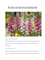 Tài liệu Bí mật của loài hoa chuông tím pdf