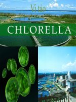 Tài liệu thuyet trinh ve chlorella docx
