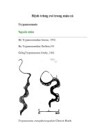 Tài liệu Bệnh trùng roi trong máu cá docx