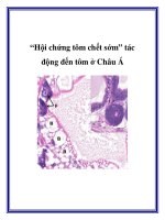 Tài liệu “Hội chứng tôm chết sớm” tác động đến tôm ở Châu Á pdf