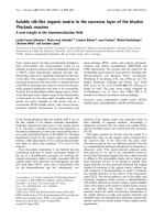 Tài liệu Báo cáo Y học: Soluble silk-like organic matrix in the nacreous layer of the bivalve Pinctada maxima A new insight in the biomineralization ﬁeld pptx