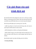 Tài liệu Các giai đoạn của quá trình dịch mã potx